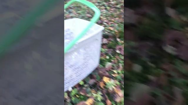 Грибы в Калининграде, 10.10.2018. смотреть онлайн