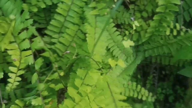 Identification of Adiantum caudatum and Adiantum philippanse (Hamspadi or Hansraj) смотреть онлайн