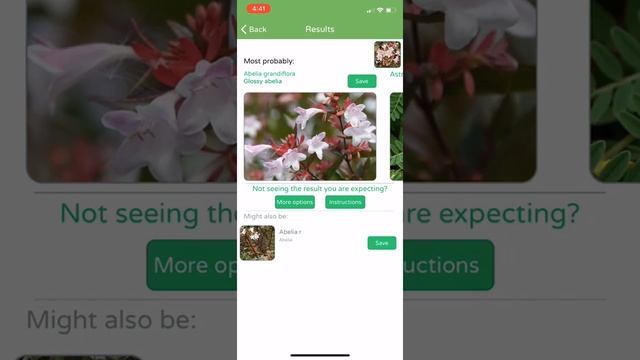 PlantSnap identifies Glossy abelia (Abelia grandiflora) смотреть онлайн