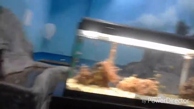 Грецкий аквариум смотреть онлайн