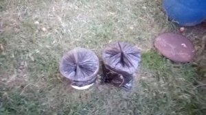 Часть 1. Подкормка коровяком, навозом виноград, Азотное удобрение, Чем удобрять виноград.