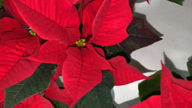 КРАСНАЯ ПУАНСЕТТИЯ ИЛИ РОЖДЕСТВЕНСКАЯ ЗВЕЗДА! смотреть онлайн