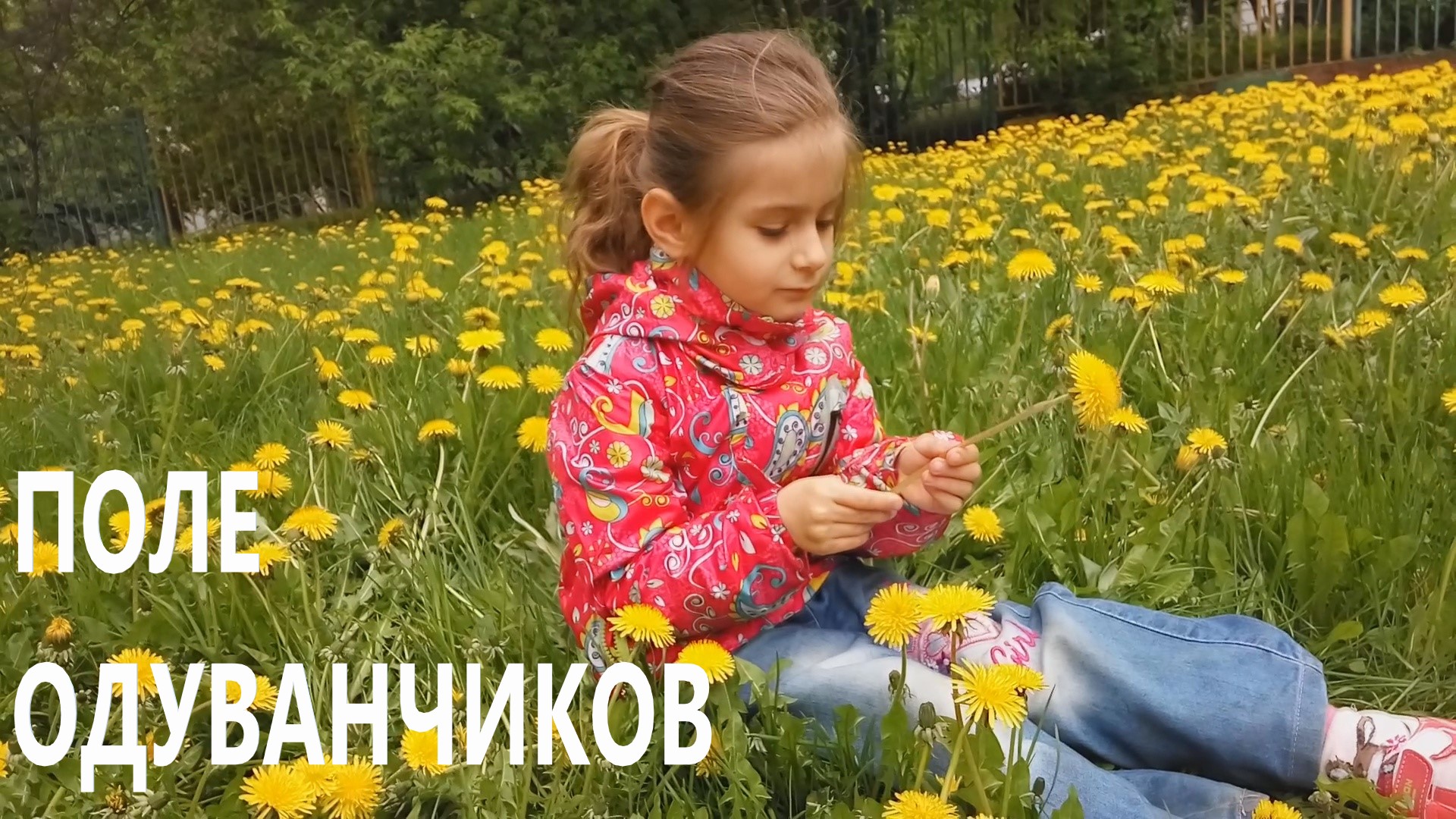 ПОЛЕ ОДУВАНЧИКОВ..mp4