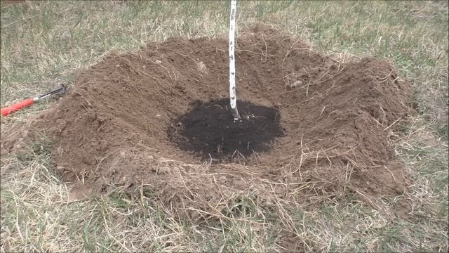 Как мульчировать деревья? смотреть онлайн