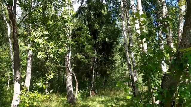 Ася из Нью-Йорка.Белая и пушистая???Посмотрим. смотреть онлайн