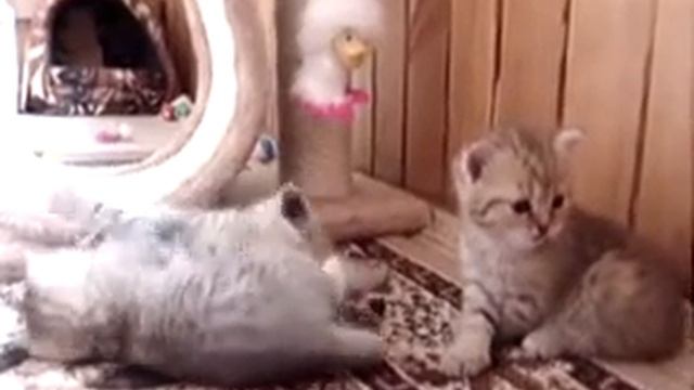 elit-cat.ru Британские котята редких окрасов смотреть онлайн