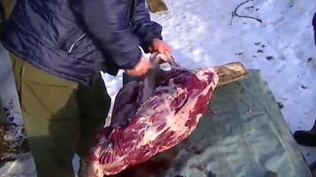 Бобр. Съём шкуры. смотреть онлайн