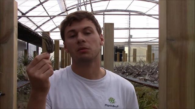 Tillandsia Pruinosa (Planta Brutt Video 27) Deutsch
