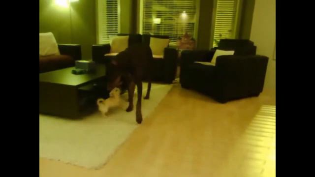 Доберман охраняет дом смотреть онлайн