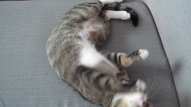 Cat Behavior when in heat смотреть онлайн