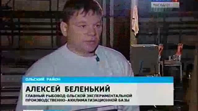 Разведение лосося на Колыме смотреть онлайн