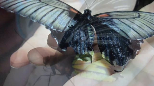 Тропические Бабочки смотреть онлайн