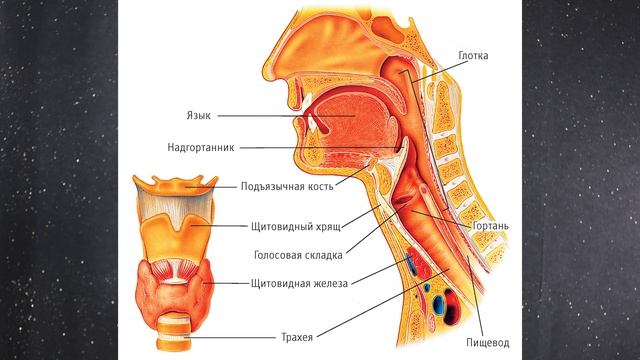 Как петь высокие ноты!?! САМЫЙ ЛЕГКИЙ СПОСОБ на YOUTUBE | Ula Diring | Мастер голоса смотреть онлайн