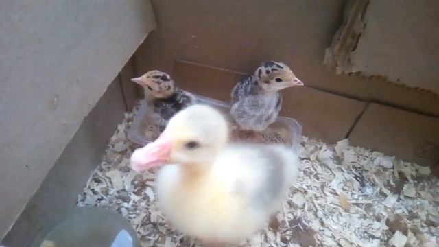 Индюки бронзовые широкогрудый и гусь ДОНАЛЬД/пополнение в ЛПХ. смотреть онлайн