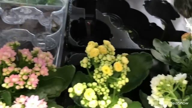 Уценённые Орхидеи и другие Цветы в Оби. Зигопеталумы на уценке. смотреть онлайн