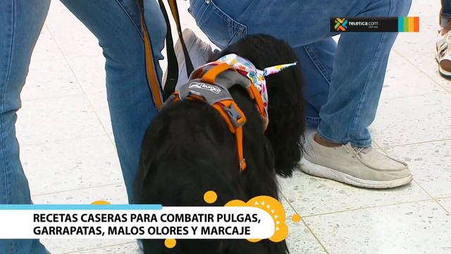 Recetas Caseras para combatir pulgas, garrapatas, malos olores y marcaje смотреть онлайн