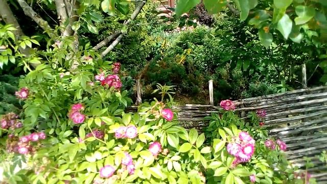 Роза Perenial Blue смотреть онлайн