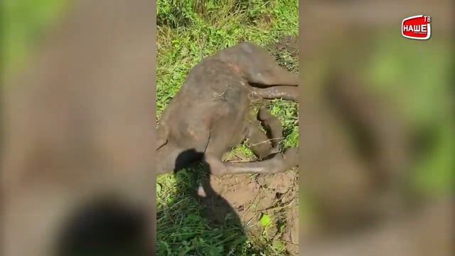 Спасение лося, угодившего в ловушку.