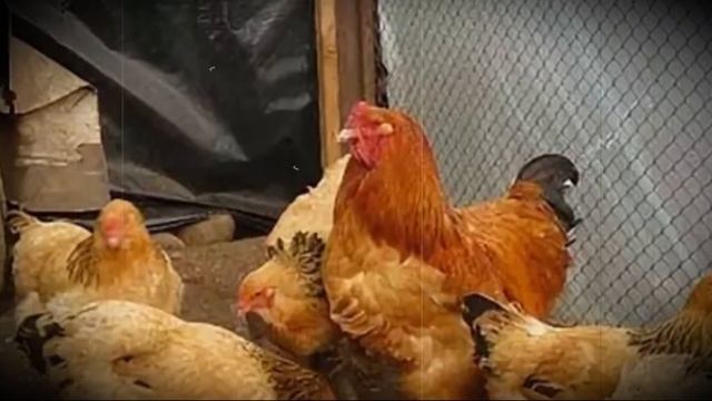 Куры породы брама особенности содержания и ухода смотреть онлайн