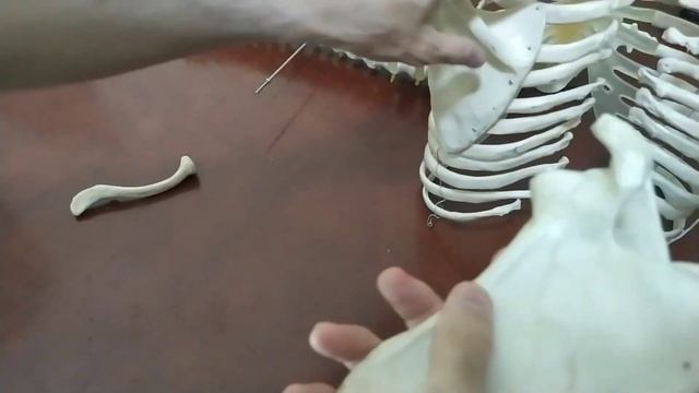 Анатомия костей в целом. Вone Anatomy