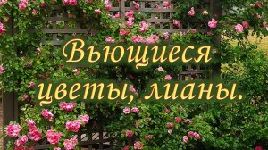🌺 Вьющиеся цветы, лианы.