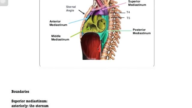 Mediastinum in Hindi 2 смотреть онлайн