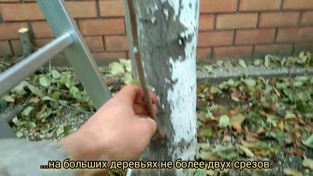 Что такое КЕРБОВКА деревьев! КАК? ЗАЧЕМ? РЕЗУЛЬТАТ! смотреть онлайн