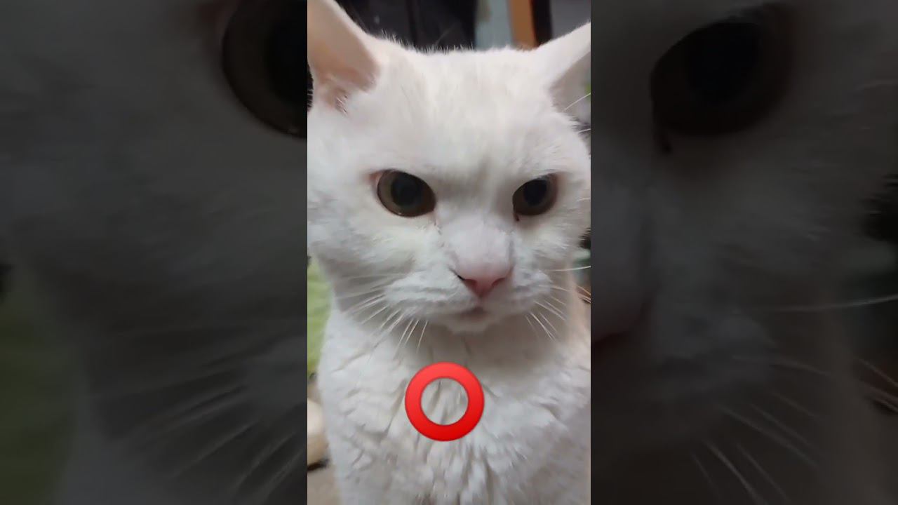 Любишь котика Мишку? #shorts #рекомендации #ttreki #рек смотреть онлайн