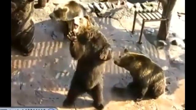 Смешные медведи смотреть онлайн