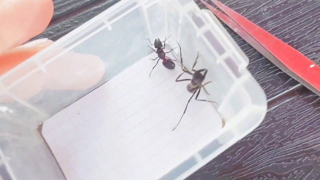 Dinoponera Grandis (Brazil) Vs Camponotus Ligniperda (Germany) (Перезалив видео)