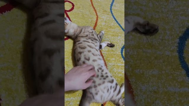 Василиса и Кася приняли Шанель/ бенгальские кошки/ разведение Бенгалов/ кошачья семья смотреть онлайн
