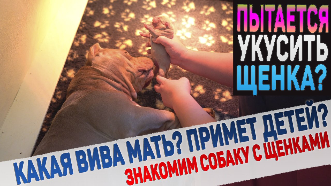 Собака первый раз увидит своих щенков! Какая будет реакция? смотреть онлайн