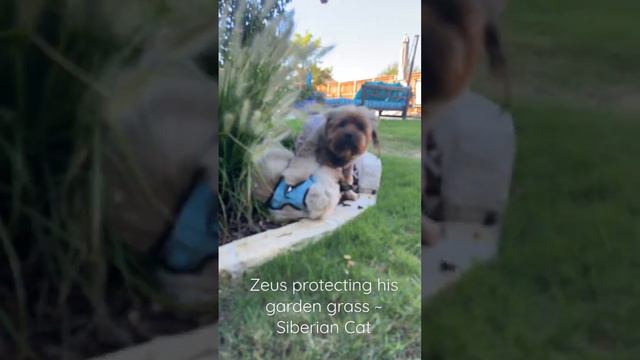 Zeus protecting his garden grass ~ Siberian cat ~ he loves his Yorkie sister смотреть онлайн