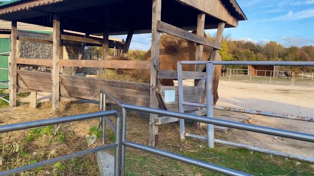 Парк живой природы До-до смотреть онлайн
