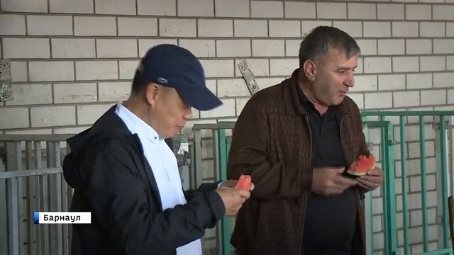 Где купить алтайские арбузы? смотреть онлайн