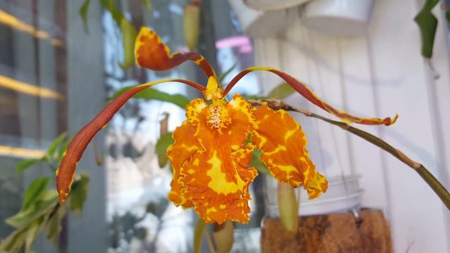 Трудолюбивая Ванда от Иры! Летние печали. смотреть онлайн