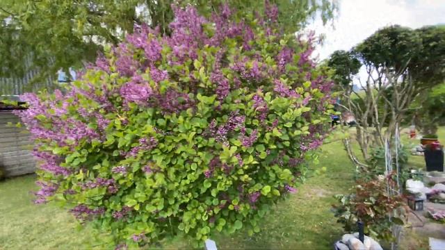 GROWTH IN 4 MINUTES SYRINGA FLOWERS/ LILAC TREE SEASON JOURNEY Beautiful And Fragrant Lilac Flowers