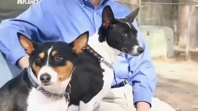 Басенджи на Animal Planet.mp4