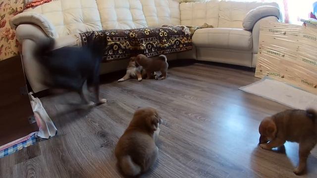 Это армия))) смотреть онлайн