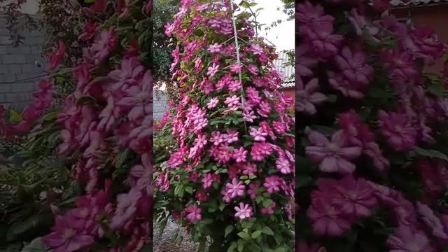 Климатис Виль Де Лион . смотреть онлайн