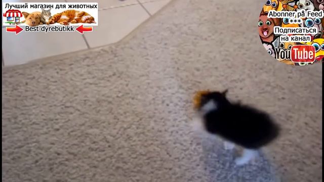 Лучшие забавные моменты с кошками за 2014 год * Beste morsomme øyeblikk med katter for 2014 смотреть онлайн