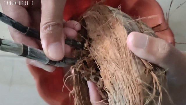 LAKUKANLAH CARA INI BATANG ANGGREK YANG MATI BISA MUNCUL TUNAS BARU DENGAN SEHAT. смотреть онлайн