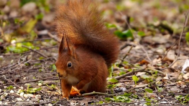 Red Squirrel or Eurasian Red Squirrel (Sciurus vulgaris) / Eichhörnchen [20] смотреть онлайн