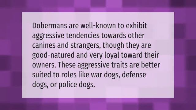Are Dobermans Aggressive? смотреть онлайн