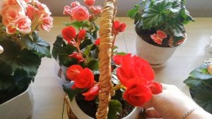 Бегония элатиор Бориас, Берсеба, Пегги