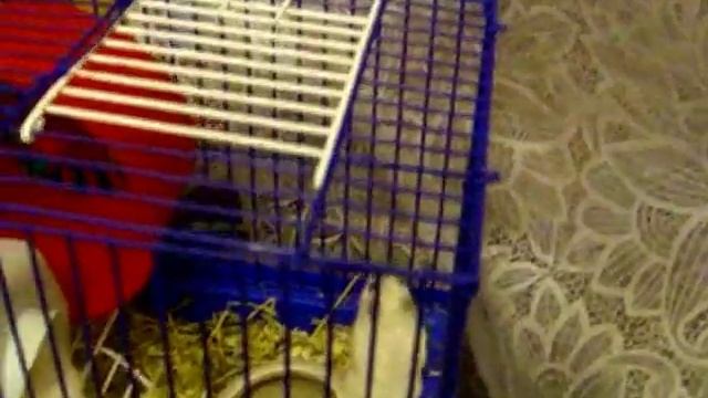 Джунгарский и роборовский хомяк Hamster смотреть онлайн