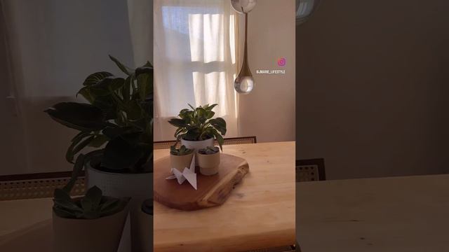 Philodendron Birkin | Why Did It Take So Long To Buy this Plant ! смотреть онлайн