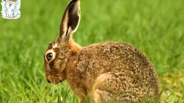Изучаем диких животных и Логику для детей. Викторина с голосами животных смотреть онлайн