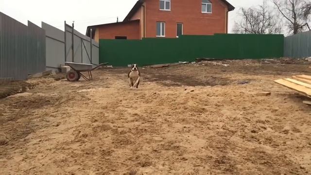 Slow motion бег собаки аст смотреть онлайн