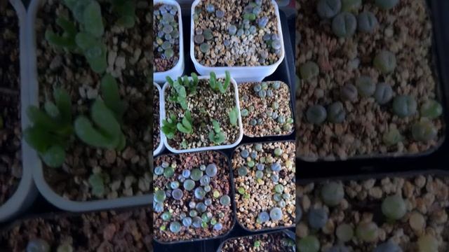 Bottom watering lithops seedlings and bunny succulent and argyroderma смотреть онлайн